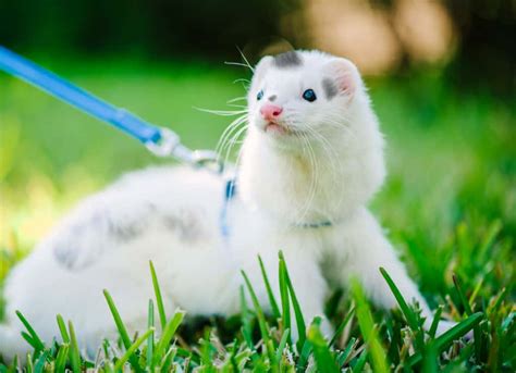 are ferrets cheap